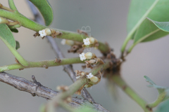 Diospyros cordifolia